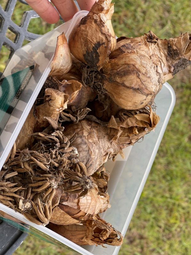 Daffodil bulbs and ranunculus corms collection waiting to be planted this winter.