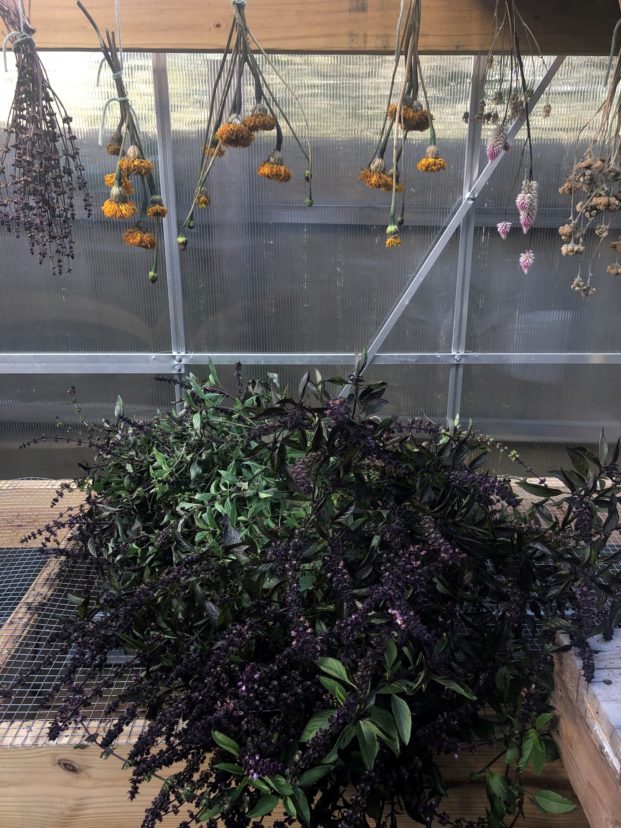 Thai Basil harvest for drying. 