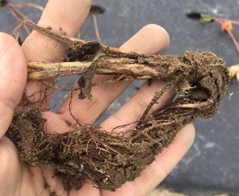 6” + of roots wrapped around the plant. This plant would have likely died before spring. 