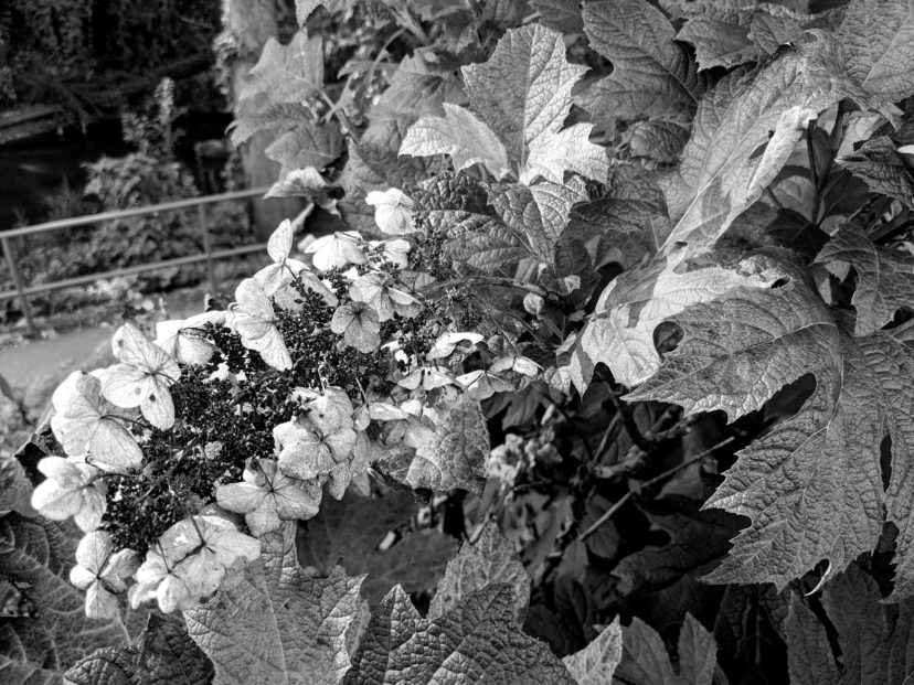 As beautiful as they are in their peak color, even oakleaf hydrangea (Hydrangea quercifolia) leaves die in the fall.