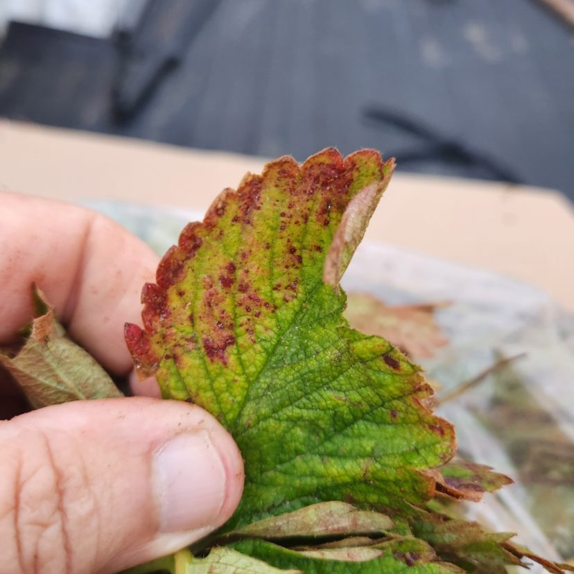 Be sure to check transplants for any insect or disease issues before planting