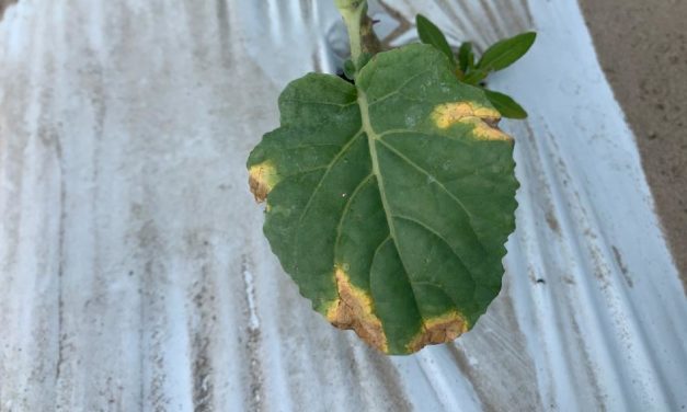 SC Fruit and Vegetable Field Report- October 3, 2022