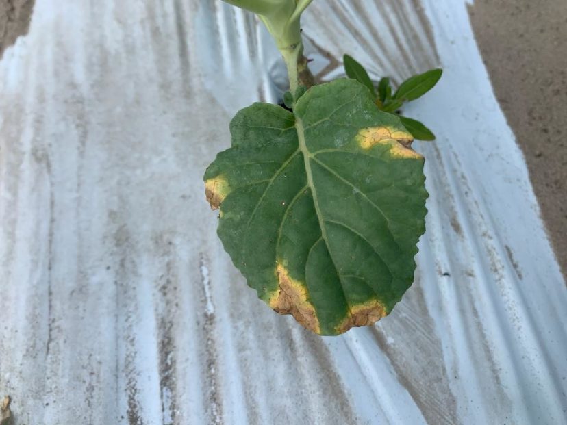 Black rot in brassica crops was prevalent before the storm. I expect it to be much worse in the coming weeks.