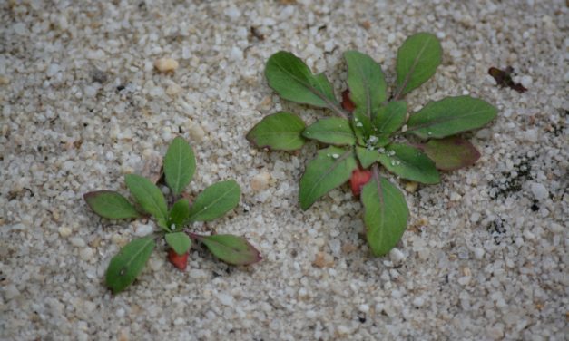 What Is It? Wednesday – Cutleaf Evening Primrose