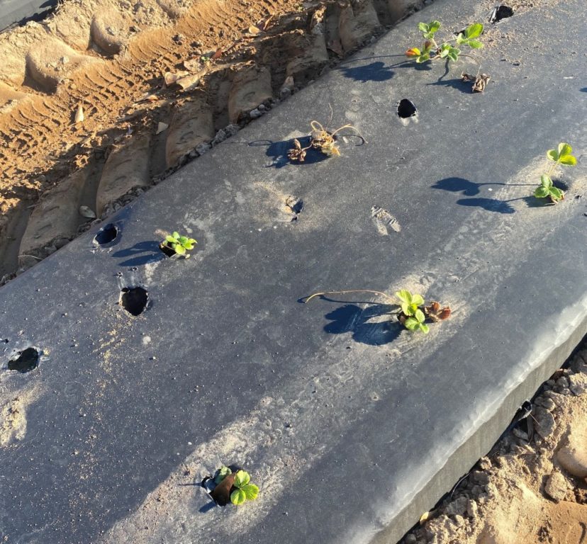 Deer tracks and holes punched in plastic are a reminder that deer feeding damage can begin as soon as strawberry plants go into the ground.