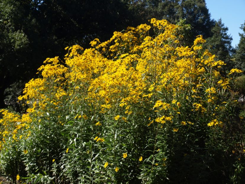 Due to the 6 to 8-foot height, swamp sunflowers are best planted in the back of a border or naturalized areas along creeks or ponds.