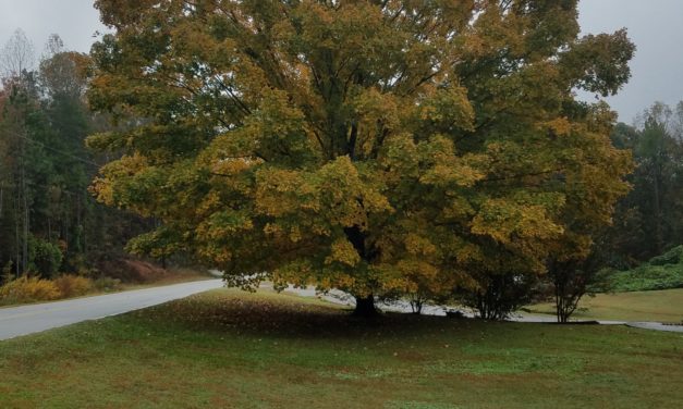 Leave the Leaves Revisited