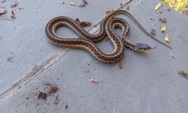 What Is It? Wednesday – Eastern Garter Snake