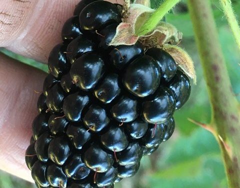 SC Fruit And Vegetable Field Report – October 17, 2022