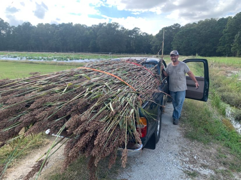 Food Safety Agent Chad Carter with a load of sorghum ready to be pressed.