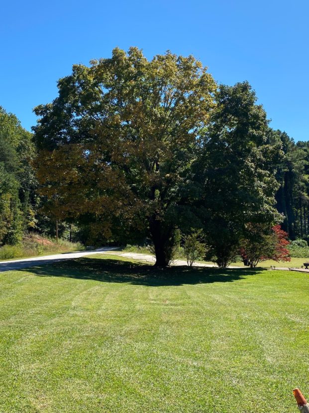 Landscape trees are beginning to change color and drop leaves as the current year cycles toward another winter. This maple will soon look more like the same tree pictured in the photo below.