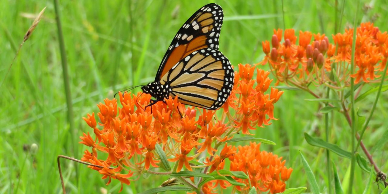 Monarch on butterfly weed.