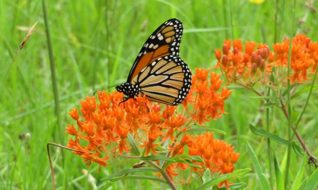 The Monarch Highway