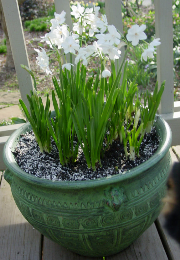 Paperwhite narcissus (Narcissus tazetta; synonym N. papyraceus) are one of the more popular bulbs to force.