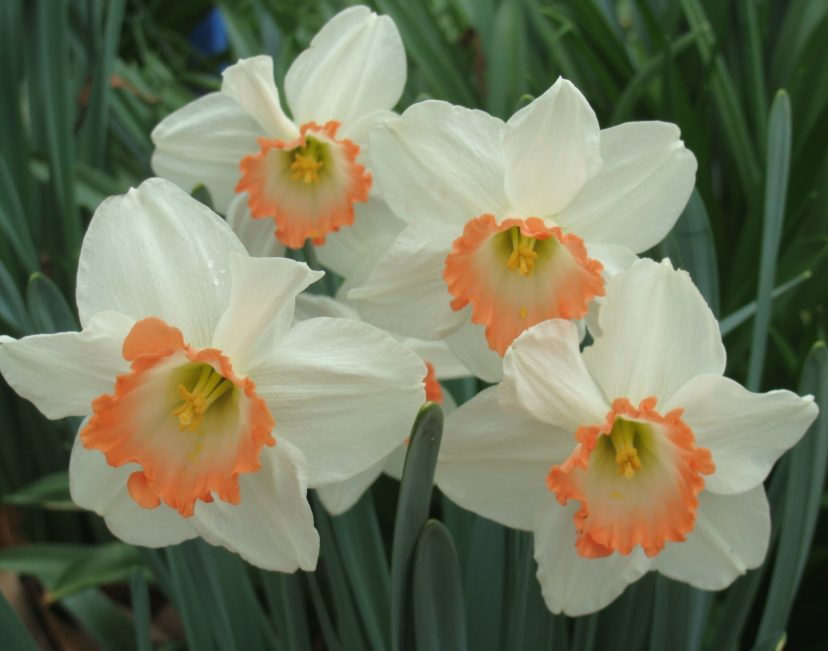 Pink Charm Daffodil (Narcissus ‘Pink Charm’) has an ivory trumpet that has a pink ruffled edge surrounded by white petals.