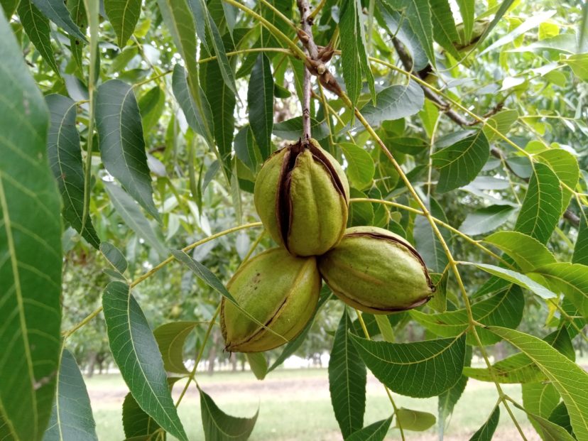 Shucks are splitting, and pecans are starting to fall in the Midlands.