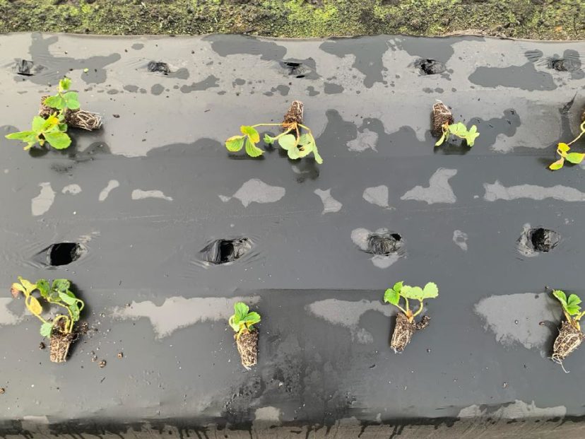 Small but overall healthy plants this year.