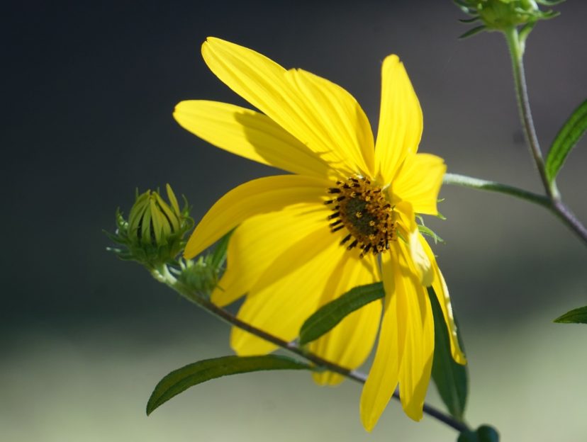 Swamp sunflowers are best planted in full to filtered sun in evenly moist or occasionally wet areas.