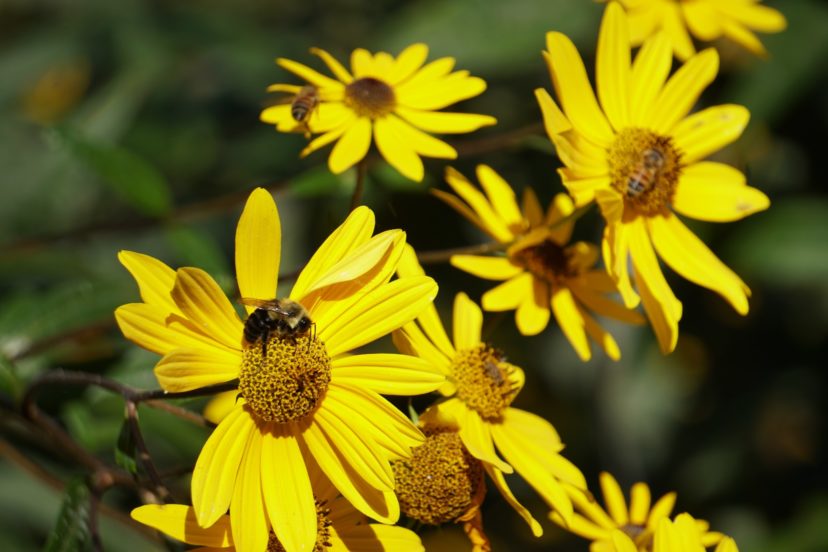 Swamp sunflowers provide late fall-flowering pollen and nectar source for bumble bees and honey bees.