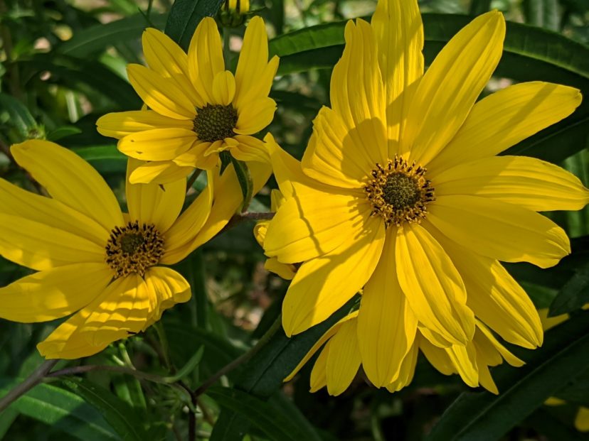 The golden yellow 2- to 2 ½-inch flowers grow on stems that can reach 6 to 8 feet tall.