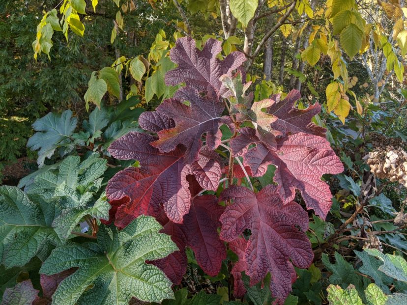 The rich red leaves of oakleaf hydrangea (Hydrangea quercifolia) are due to anthocyanins developing from sun exposure and sugar accumulation.