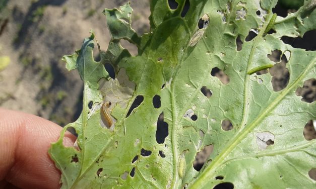 What Is It? Wednesday – Cabbage Webworm