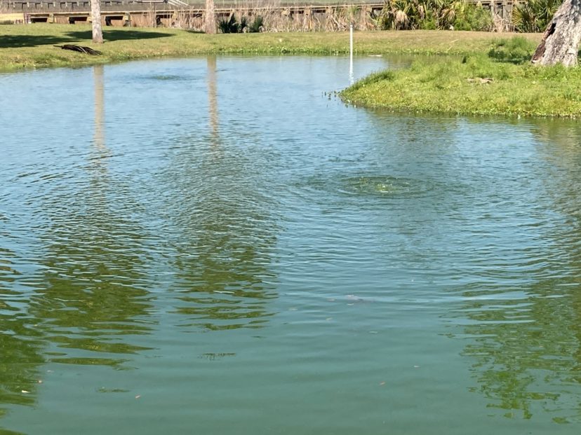 This pond uses two bottom diffusers to help prevent turnover in its deeper pond system. Diffusers, sometimes called bubblers, are placed on the pond bottom and force continual circulation of the pond water to maintain oxygen levels.