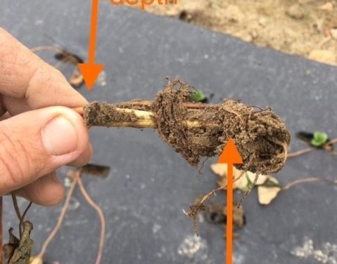 SC Fruit and Vegetable Grower Field Report – October 31, 2022