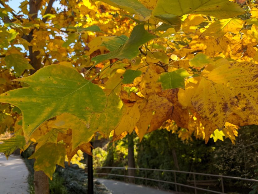 Tulip poplar (Liriodendron tulipifera) leaves exhibit yellow color due to the carotenoid content in their leaves.