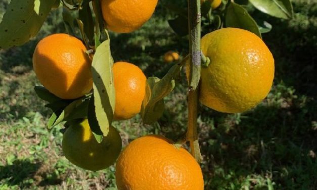 SC Fruit and Vegetable Field Report – October 10, 2022