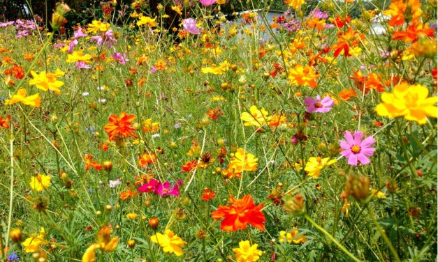 This Month in Your Garden – November 2022