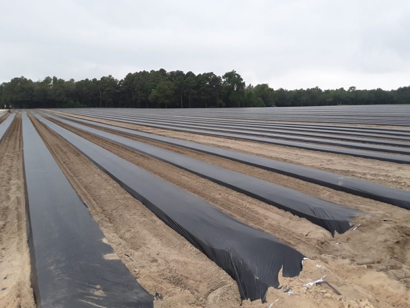 Plastic is laid, and strawberry planting will start later this month.
