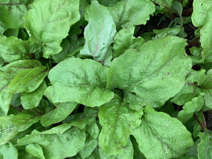 A golden beet variety has less disease incidence and severity in this field when compared to the red beets in the same row.