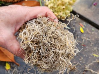 Use a floral stem wire to secure the moss. Bend the wire in half so you will have equal lengths of wire.