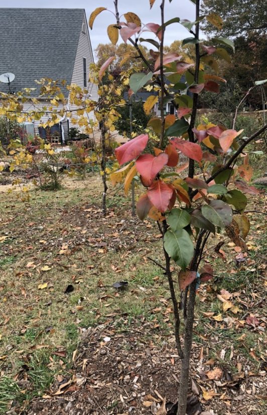 Backyard orchard in the fall. The young Asian pear has red leaves, and the muscadine in the background has yellow leaves.