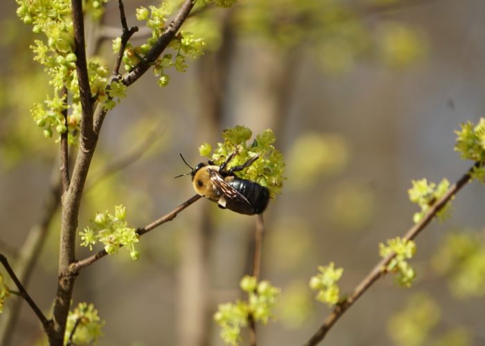Bee on flowers of Sassafras (Sassafras albidum).