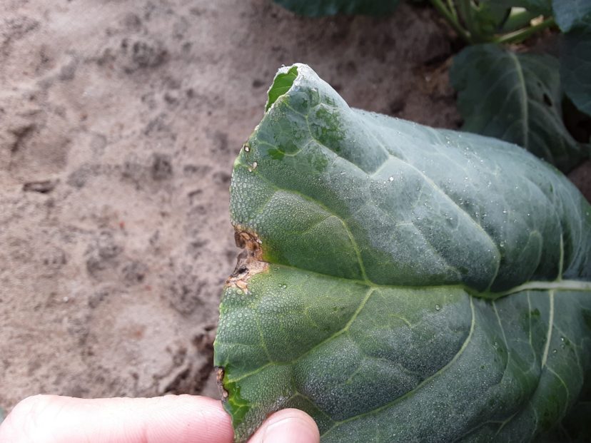 Black rot is just getting started on the margin of this collard leaf.