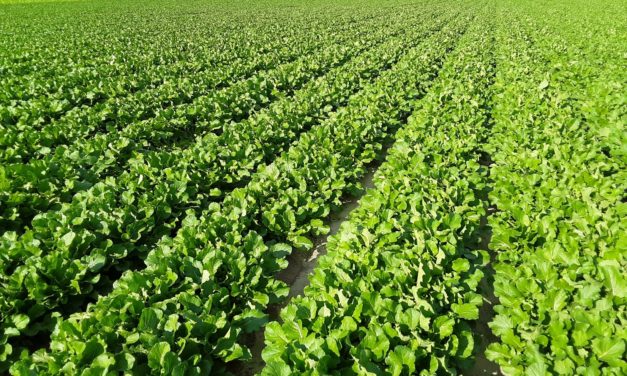 SC Fruit and Vegetable Field Report – November 7, 2022