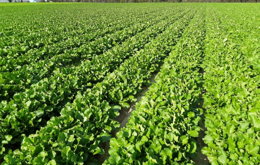 Brassicas are looking great in the Midlands right now.