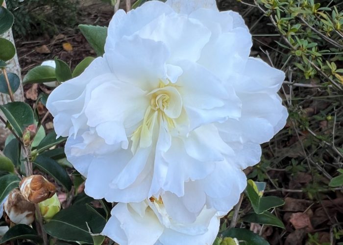 Camellia blooming and providing winter interest.