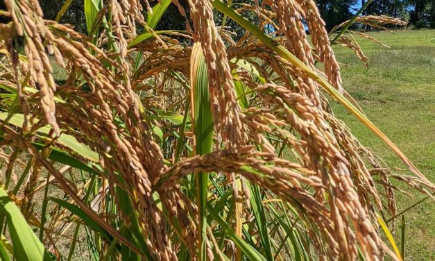 “Carolina Gold” Rice Growing in the Hanover House Garden