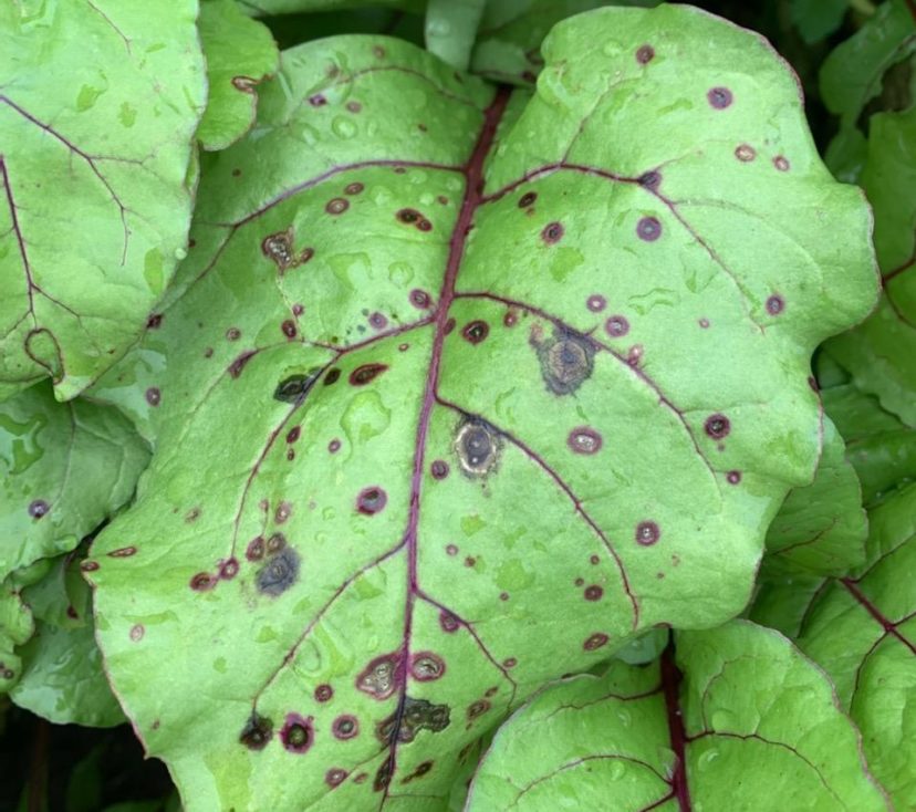 Cercospora leaf spot on red beets.