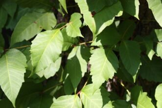 Close-up of poison ivy leaves showing serrated edges.