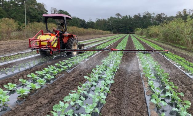 SC Fruit and Vegetable Field Report – November 28, 2022