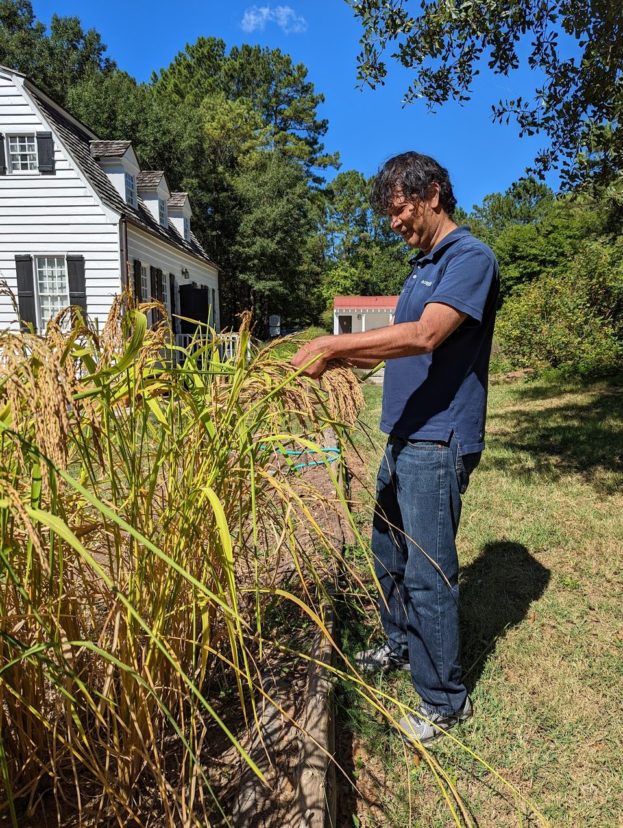 Dr. R. Karthikeyan, Professor & Charles Carter Newman Endowed Chair of Natural Resources Engineering, harvesting rice for his research.