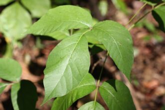 Eastern poison ivy foliage showing smooth leaf margins on a mature vine.