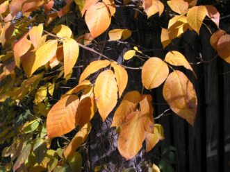 Eastern poison ivy in fall showing bright orange-red foliage.)