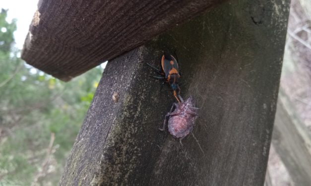Florida predatory stink bug (Euthyrhynchus floridanus) feeding on a species of plant-feeding stink bug.