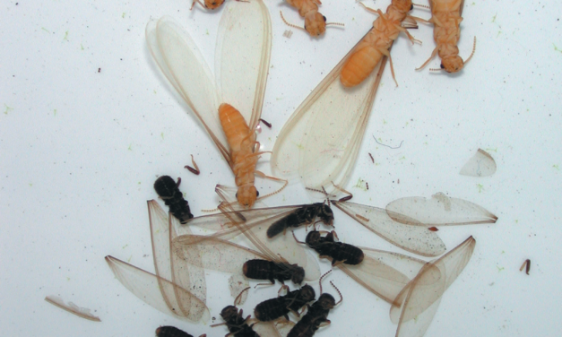 Frequently Asked Questions (FAQs): Termite bond + Formosan subterranean termites