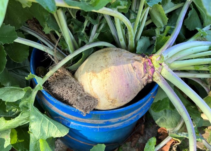Harvesting Turnips.